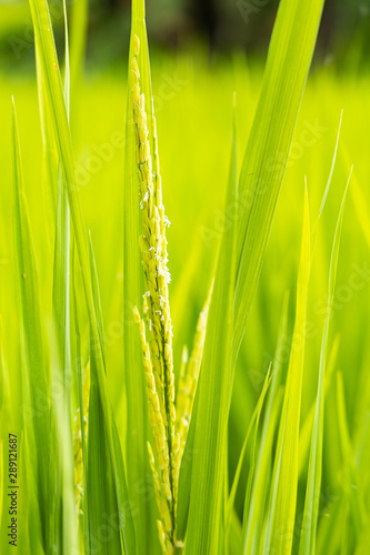 Close up of rice in field
