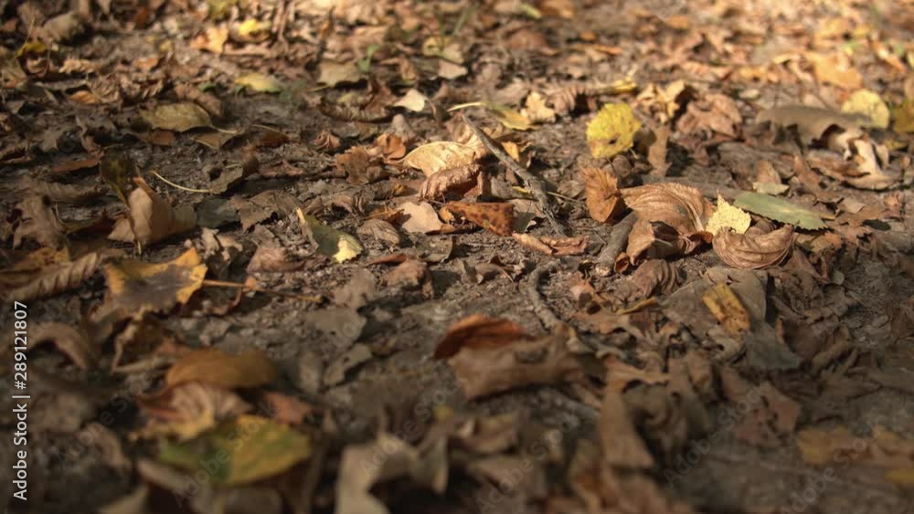 Withered leaves fall down to the ground in autumn in the forest Withered leaves fall down to the ground in autumn in the forest