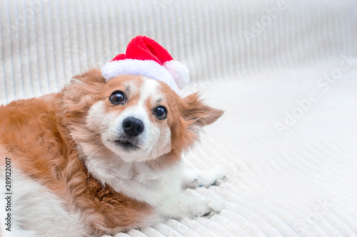 Funny dog in Santa hat. Concept New Year and Christmas. 2020