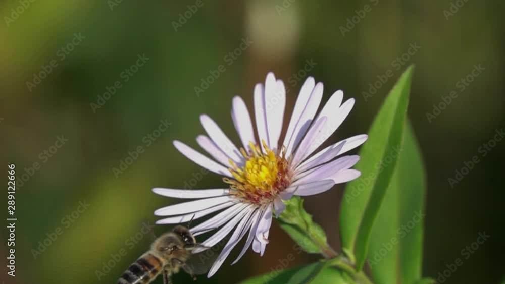 A bee flies to a European Michaelmas-daisy (Aster amellus) flower, close-up, slow motion. Slowed up sixteen times A bee flies to a European Michaelmas-daisy (Aster amellus) flower, close-up, slow motion. Slowed up sixteen times
