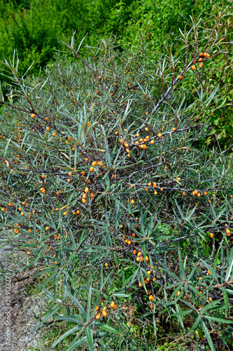 Sanddorn (Hippophae rhamnoides) - sea-buckthorn photo