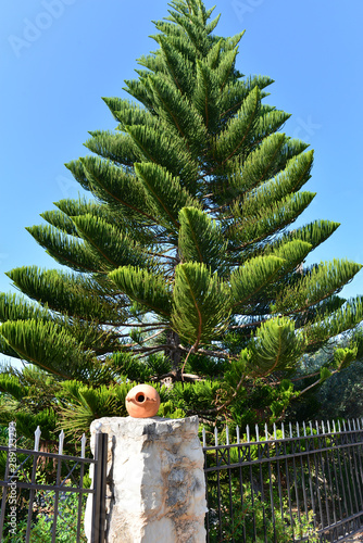 Zimmertanne (Araucaria heterophylla) photo