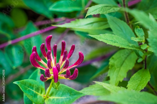 Wild flowers of the Atlantic coast