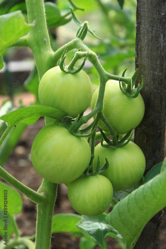 Green tomatoes on a branch.