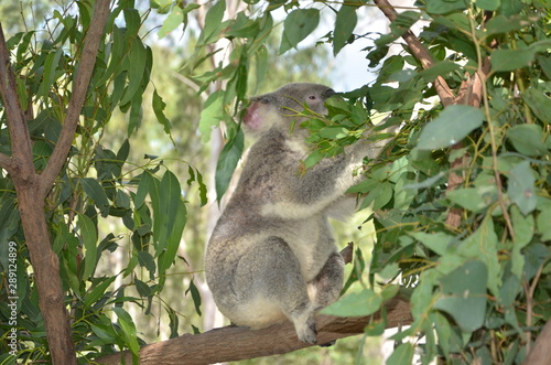 Fototapeta Naklejka Na Ścianę i Meble -  Koala eating eucalyptus leaves, Australia
