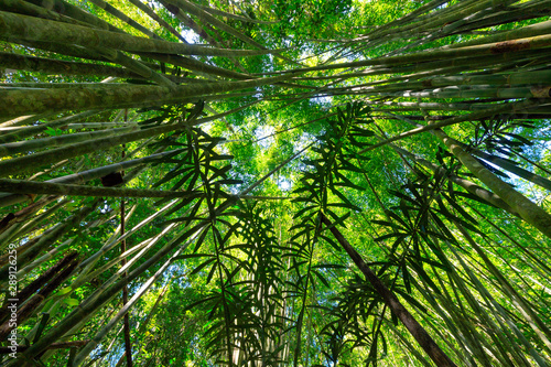 Lush bamboo tree forest