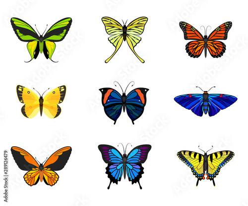 Various types of realistic butterflies: Colias Eurytheme, Wallace's Golden Birdwing, Ornithoptera Paradisea, Monarch,Tiger Swallowtail, Phocides Polybius, Kallima Paralekta Horsfield, Mariposa Azules photo