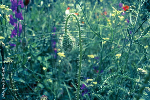 Poppy burgeon against green plants