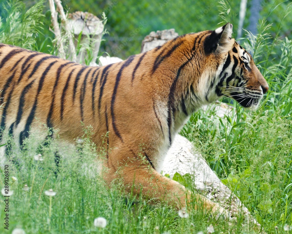 Obraz premium Tiger