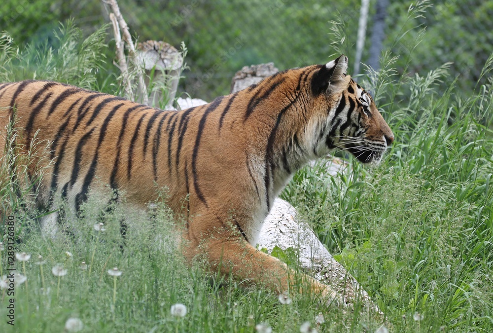 Fototapeta premium tiger in zoo