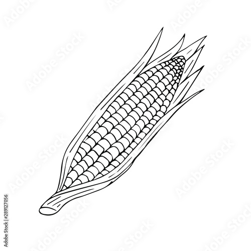 Vector hand drawn sketch corn isolated on white background