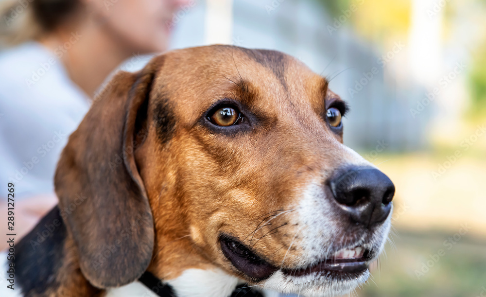 Portrait of a three year old male Estonian hound in a harness at the place for dog walking.