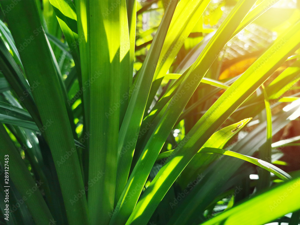 Fototapeta premium green pandan leaves with sunshine in garden, herbal concept.