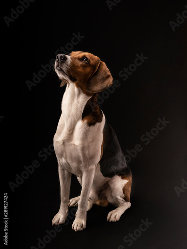 Portrait of a hunting dog made in the studio on a black background. Male Estonian hound, three years old.