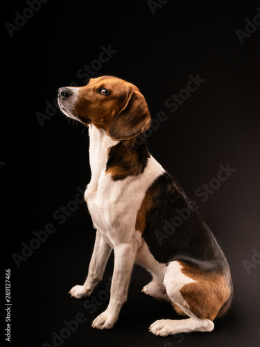 Portrait of a hunting dog made in the studio on a black background. Male Estonian hound, three years old.