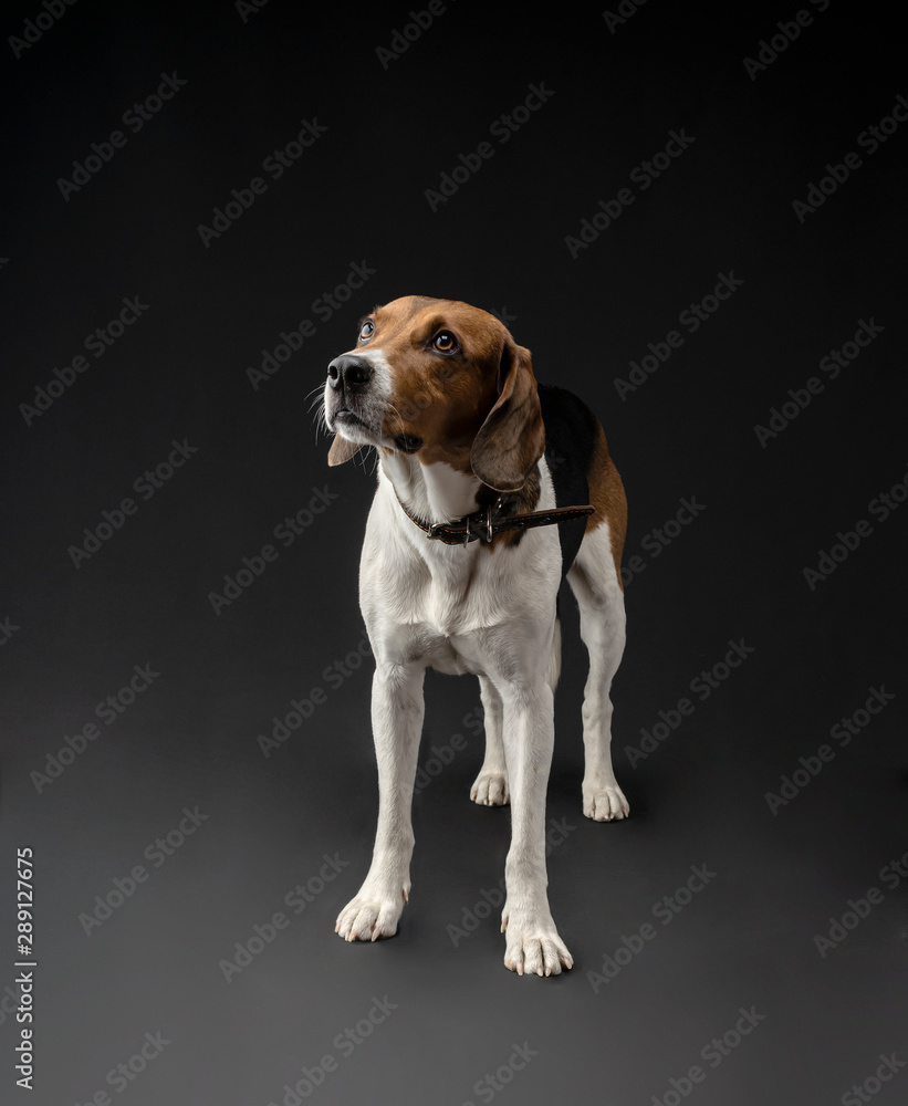 Portrait of a hunting dog made in the studio on a black background. Male Estonian hound, three years old. Portrait of a hunting dog made in the studio on a black background. Male Estonian hound, three years old.