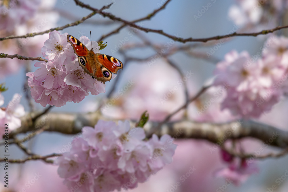 Peacock butterfly (Aglais io) on cherry blossom Peacock butterfly (Aglais io) on cherry blossom