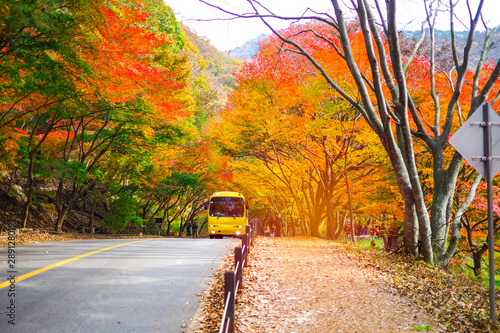 Tourist walking and Shuttle bus passing main road with scenery red and yellow maple tree during autumn in Naejangsan National Park.