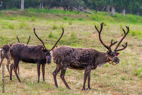 Reindeer Farm - Sustainable Ranching