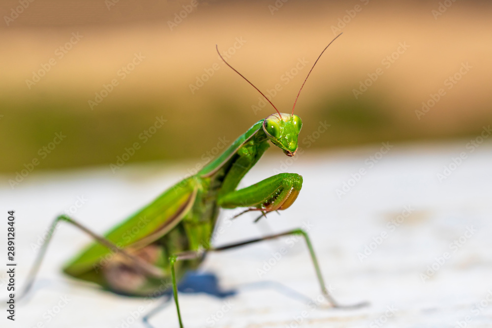 mantis. daylight. female. Shallow depth of field. macro shooting. mantis. daylight. female. Shallow depth of field. macro shooting.