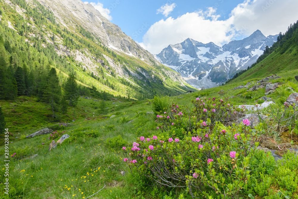 Fototapeta premium Krajobraz górski z różami alpejskimi w Austrii