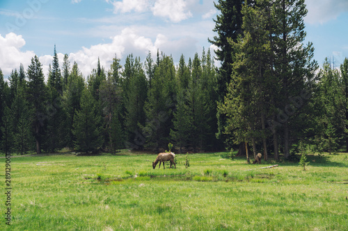 Deer in Meadow - Yellowstone