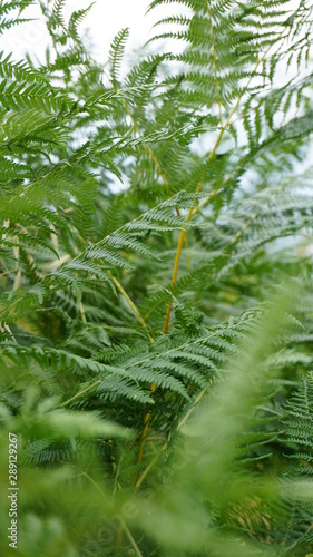 green ferns in the forest