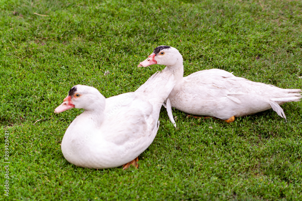 Mulard duck on green grass. Ducks with cropped beaks. Debeaking. Mulard duck on green grass. Ducks with cropped beaks. Debeaking.