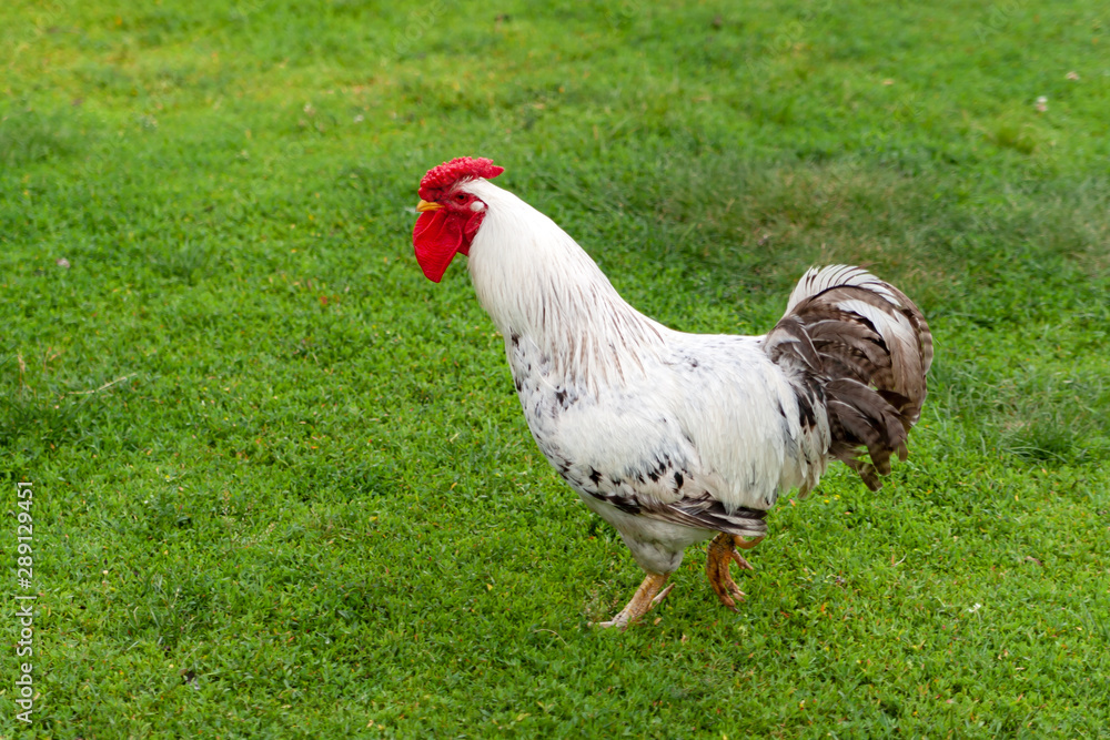 Beautiful rooster on the green grass.