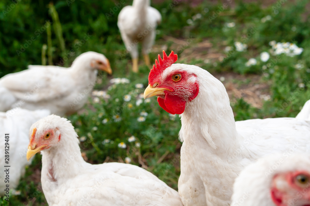 Fototapeta premium Poultry farming. Head of a chicken, close-up. Serious look of a chicken.