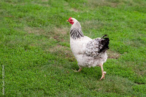 A chicken runs away on green grass.