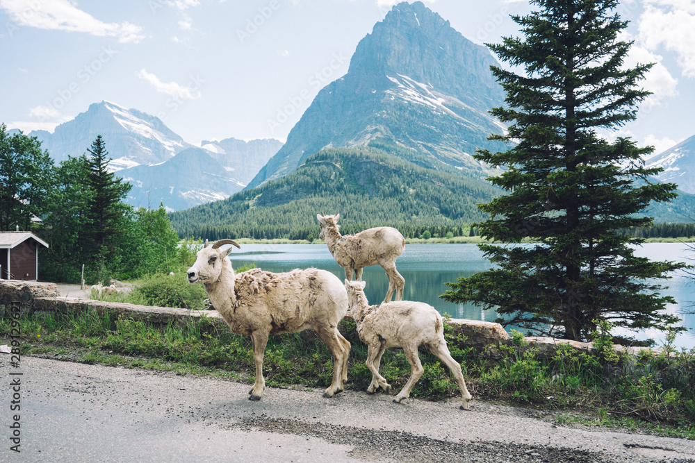 Obraz premium Glacier National Park Mountain Sheep 1