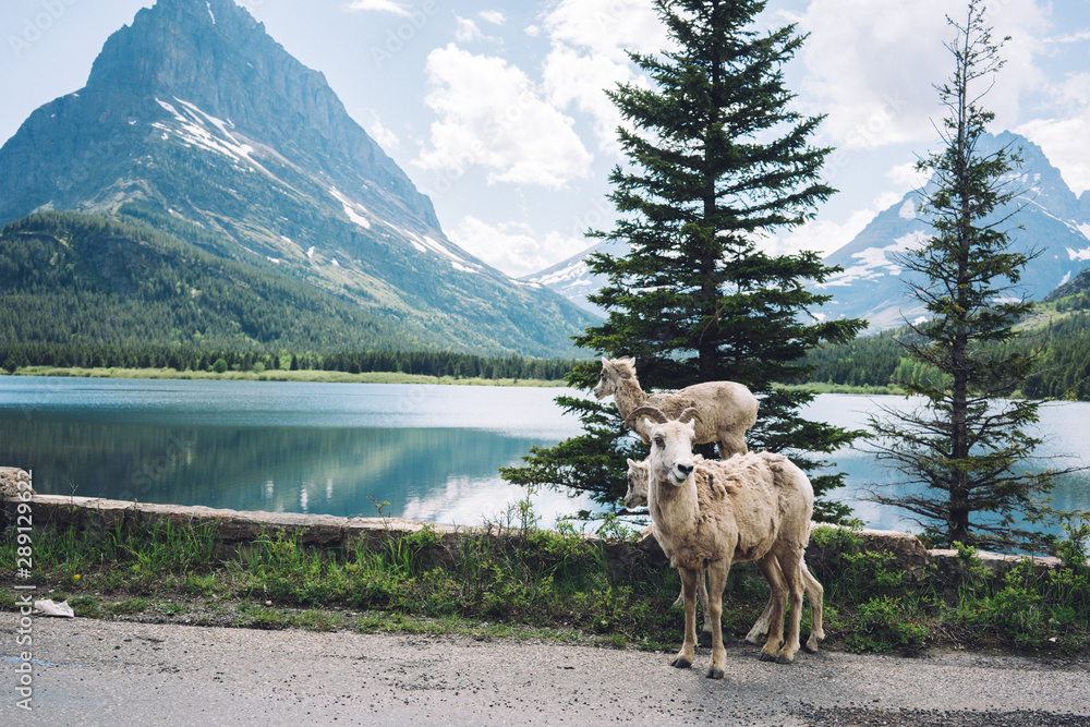 Obraz premium Glacier National Park Mountain Sheep 2