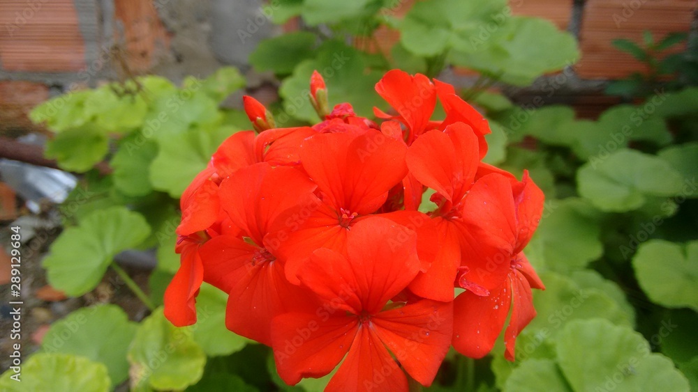 red flowers in garden