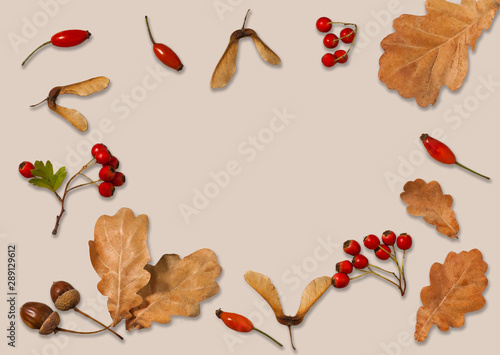 Autumn composition. Yellow autumn oak leaves  acorns  maple lionfish and hawthorn berries on a beige background