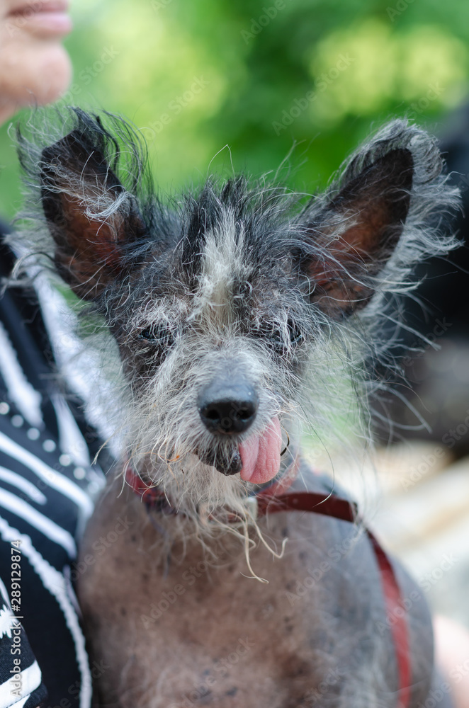 Old hot sale chinese crested