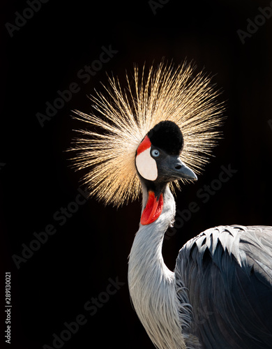 Portrait crowned crane on a black background. © fotomaster