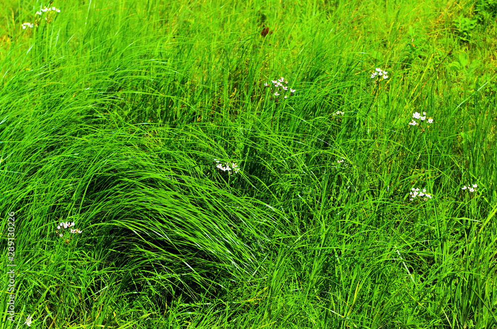 Green grass growing wild on the summer meadow. Green grass growing wild on the summer meadow.