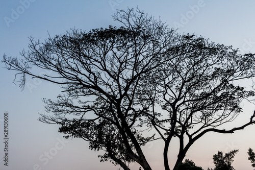 Drying tree with sunset time.
