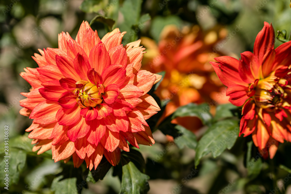 Dahlia flower called Dahlia Sunshine grown in a garden Dahlia flower called Dahlia Sunshine grown in a garden