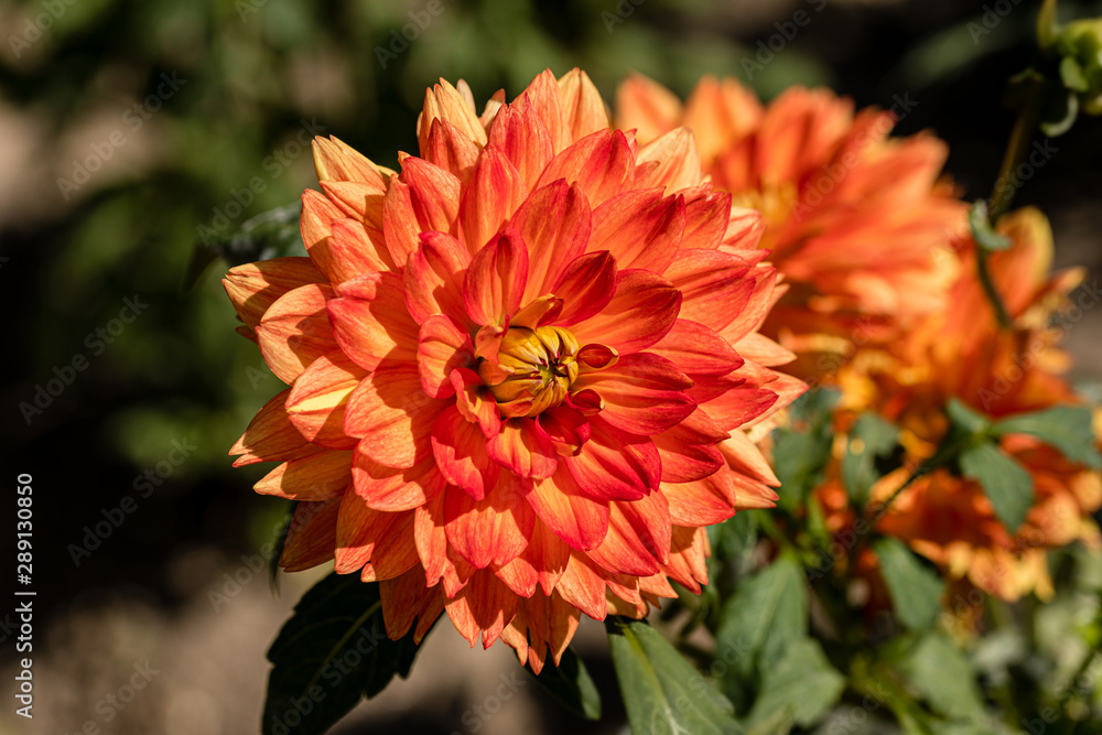 Dahlia flower called Dahlia Sunshine grown in a garden Dahlia flower called Dahlia Sunshine grown in a garden