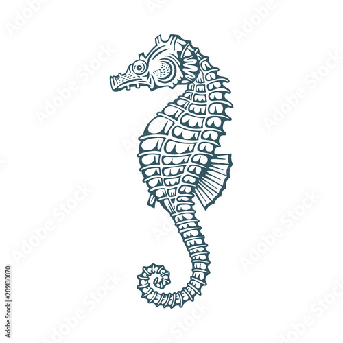 Seahorse. Seahorse hand drawn vector illustrations set.