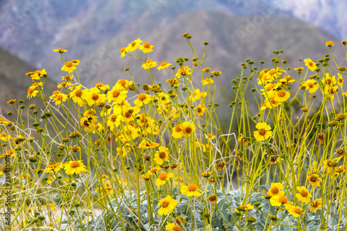 Yellow wildflowers in the California desert in spring