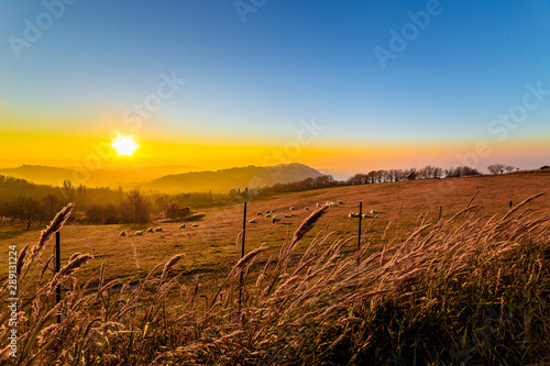 Sheep grazing in a field at sunset, Gabicce Monte, Pesaro and Urbino, Italy