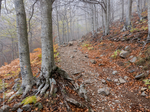 Autumn in the Montseny natural park (Catalonia, Spain) © MiguelAngel