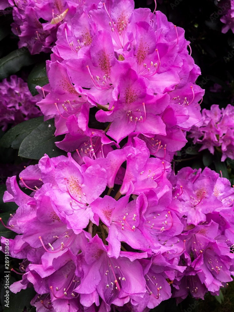 flowers in the garden flowers in the garden