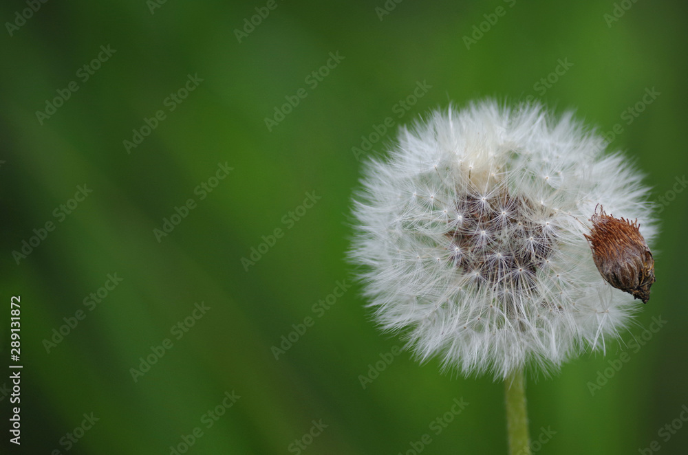 Dandelion on a green background with a seed with free space Dandelion on a green background with a seed with free space