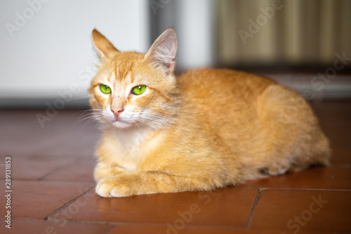 a bright red cat with green eyes and a serious expression of its face lies on the floor of the house