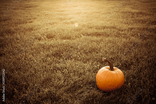 big orange pumpkin in the field