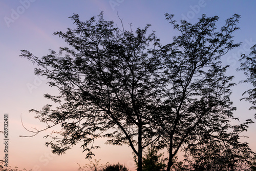 Drying tree with sunset time.